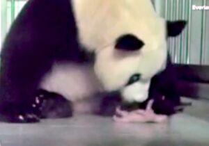 Bebê panda recém-nascido brinca pela 1ª vez com a mãe